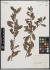 Foto von Salix L.